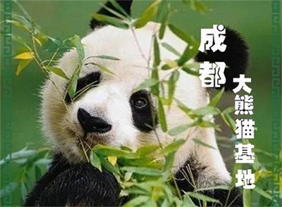 成都大熊貓基地純玩半日游，晚出發(fā)，只玩熊貓基地，三環(huán)內(nèi)免費(fèi)接人、成都出發(fā)