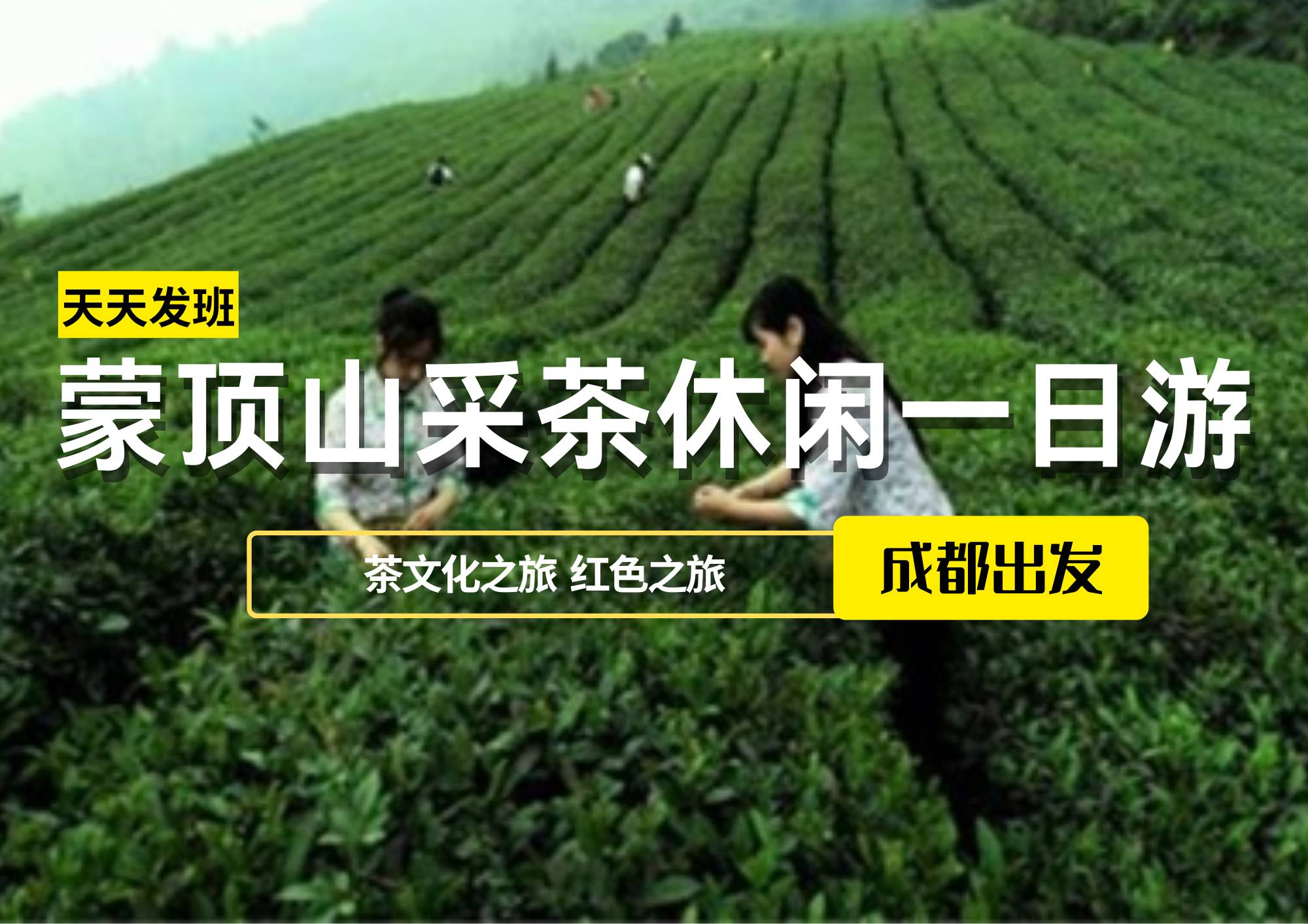 蒙頂山采茶休閑一日游，成都出發(fā)